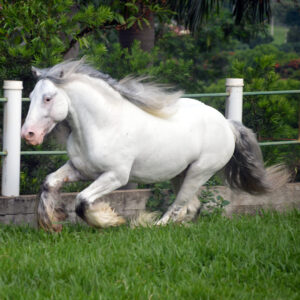 Brazilian Du Vallon