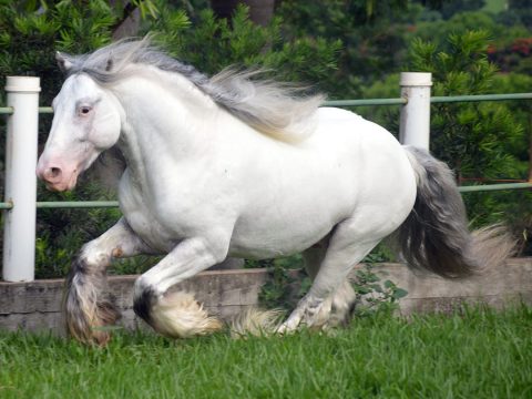 Brazilian Du Vallon