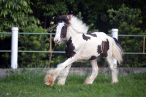 King Cowboy do GRB