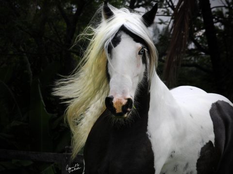 Dina