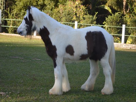 Hércules do GRB