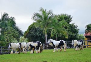 Read more about the article A vinda do Gypsy Cob para o Brasil começou de um sonho!