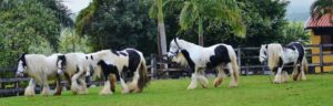 Read more about the article A vinda do Gypsy Horse para o Brasil começou de um sonho!