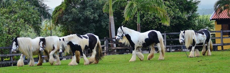 Read more about the article A vinda do Gypsy Horse para o Brasil começou de um sonho!