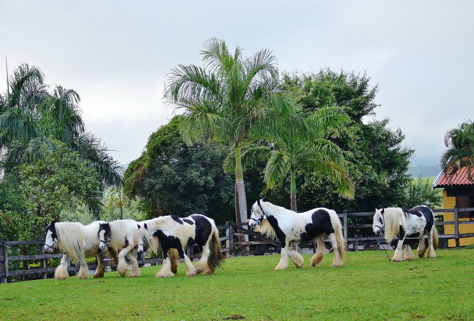 Read more about the article A vinda do Gypsy Cob para o Brasil começou de um sonho!