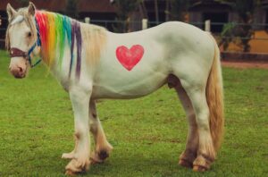 Gypsy Horse fantasiado durante ensaio de Carnaval no haras.