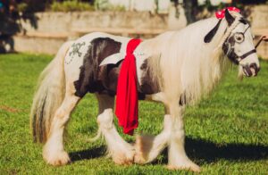 Gypsy Horse fantasiado durante ensaio de Carnaval no haras
