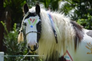 Gypsy Horse fantasiado no Carnaval no Gypsy Ranch Brazil