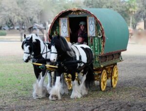 Vardo cigano tradicional puxado por cavalos Gypsy Cob