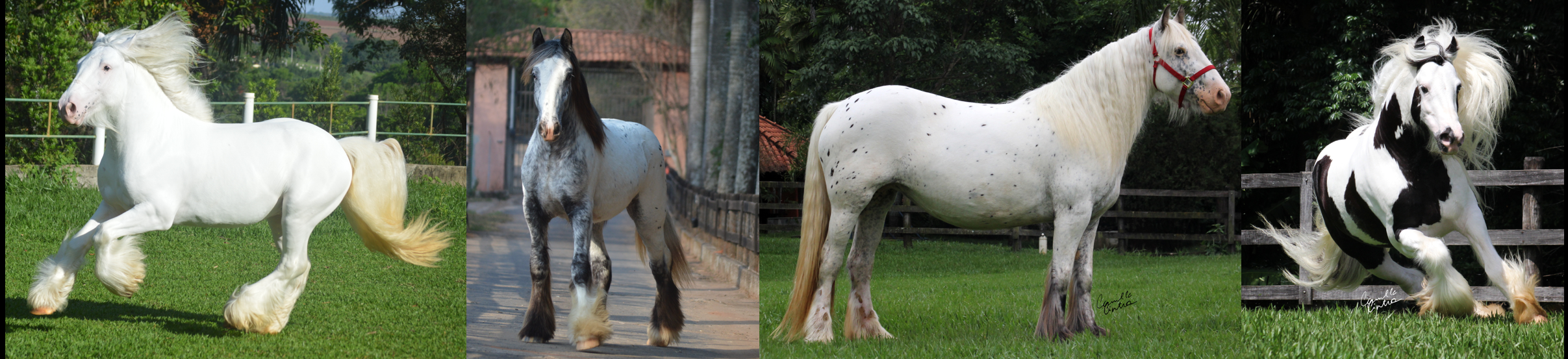Read more about the article As cores do cavalo cigano!