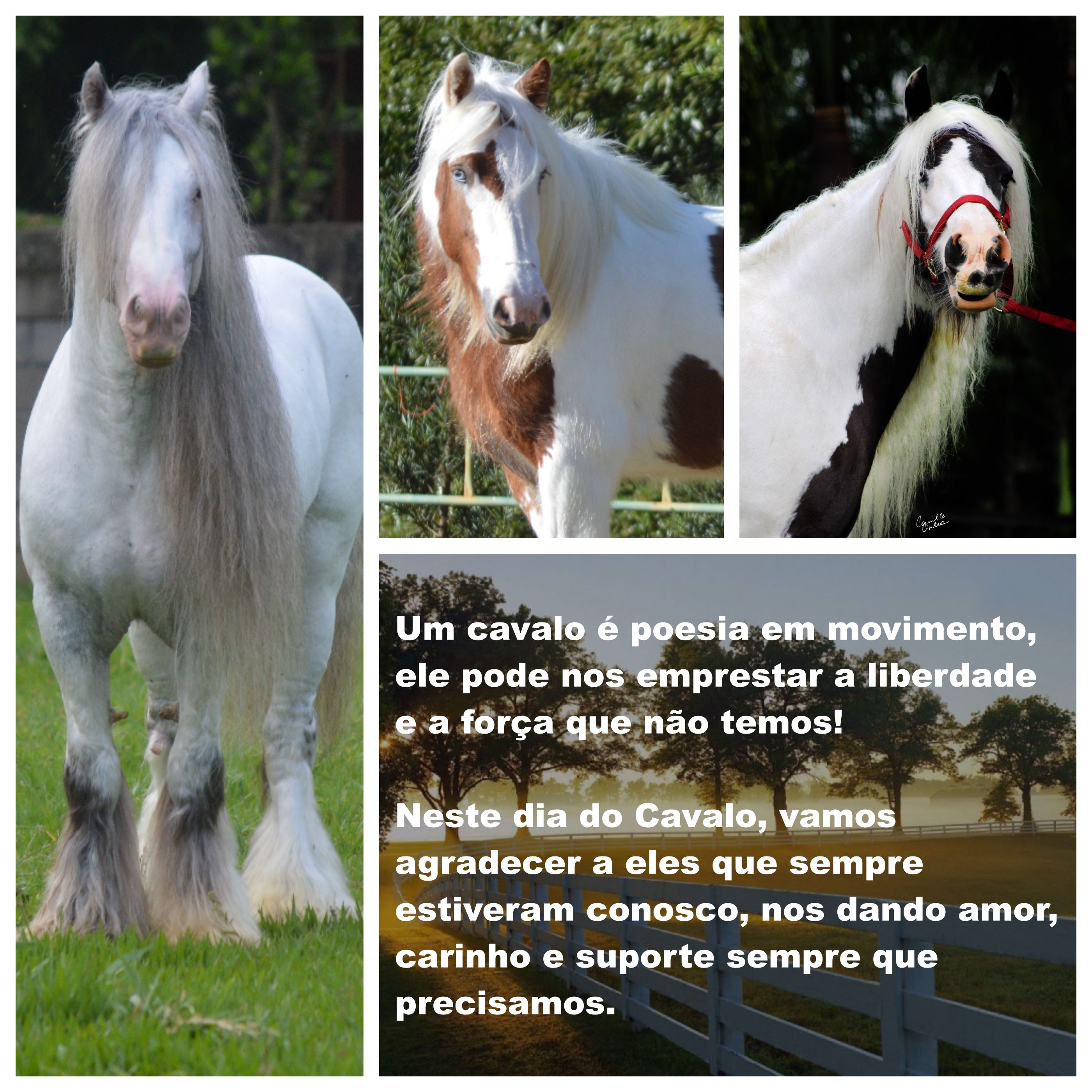 Read more about the article Aos amantes de cavalo!
