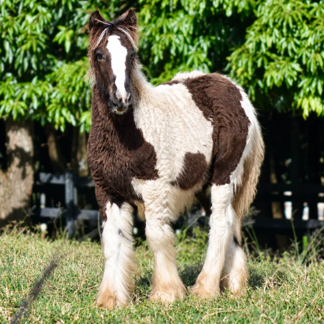 Atena