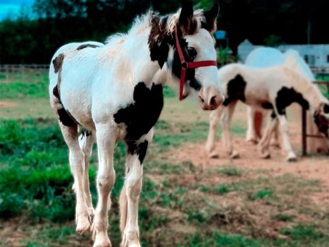 Protegido: Apache do JP