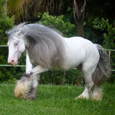 Brazilian Du Vallon