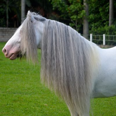 Brazilian Du Vallon