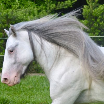 Brazilian Du Vallon