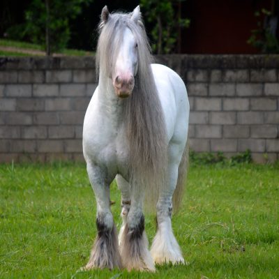 Brazilian Du Vallon