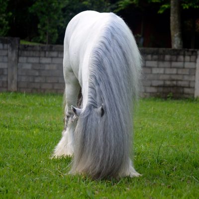 Brazilian Du Vallon