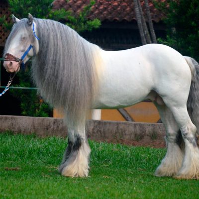 Brazilian Du Vallon