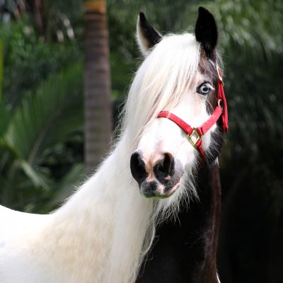 Dina