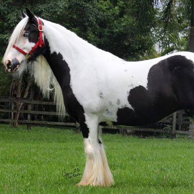 Dina
