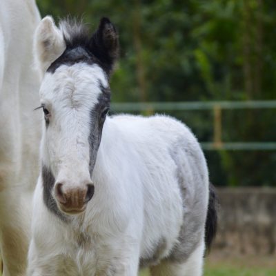 Maximus 3