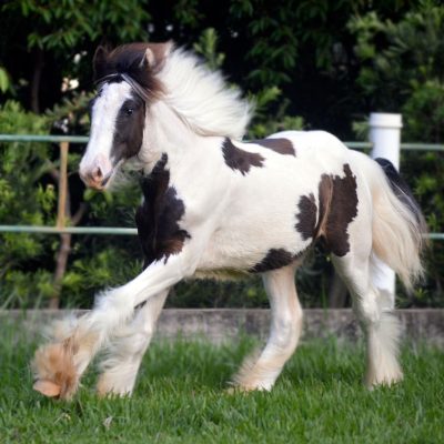 King Cowboy do GRB