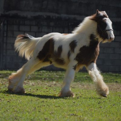 King Cowboy do GRB