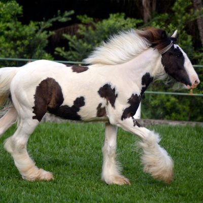 King Cowboy do GRB