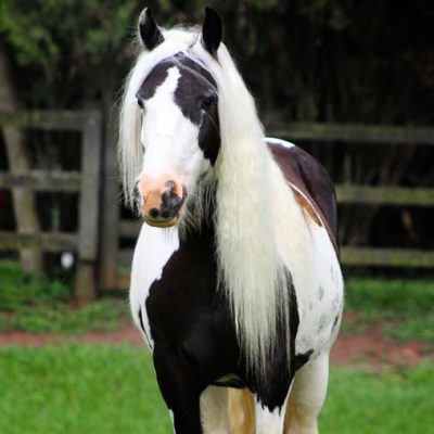 Lenny's Lady - PERFIL